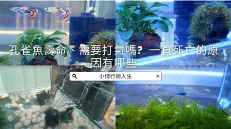 魚一直死風水